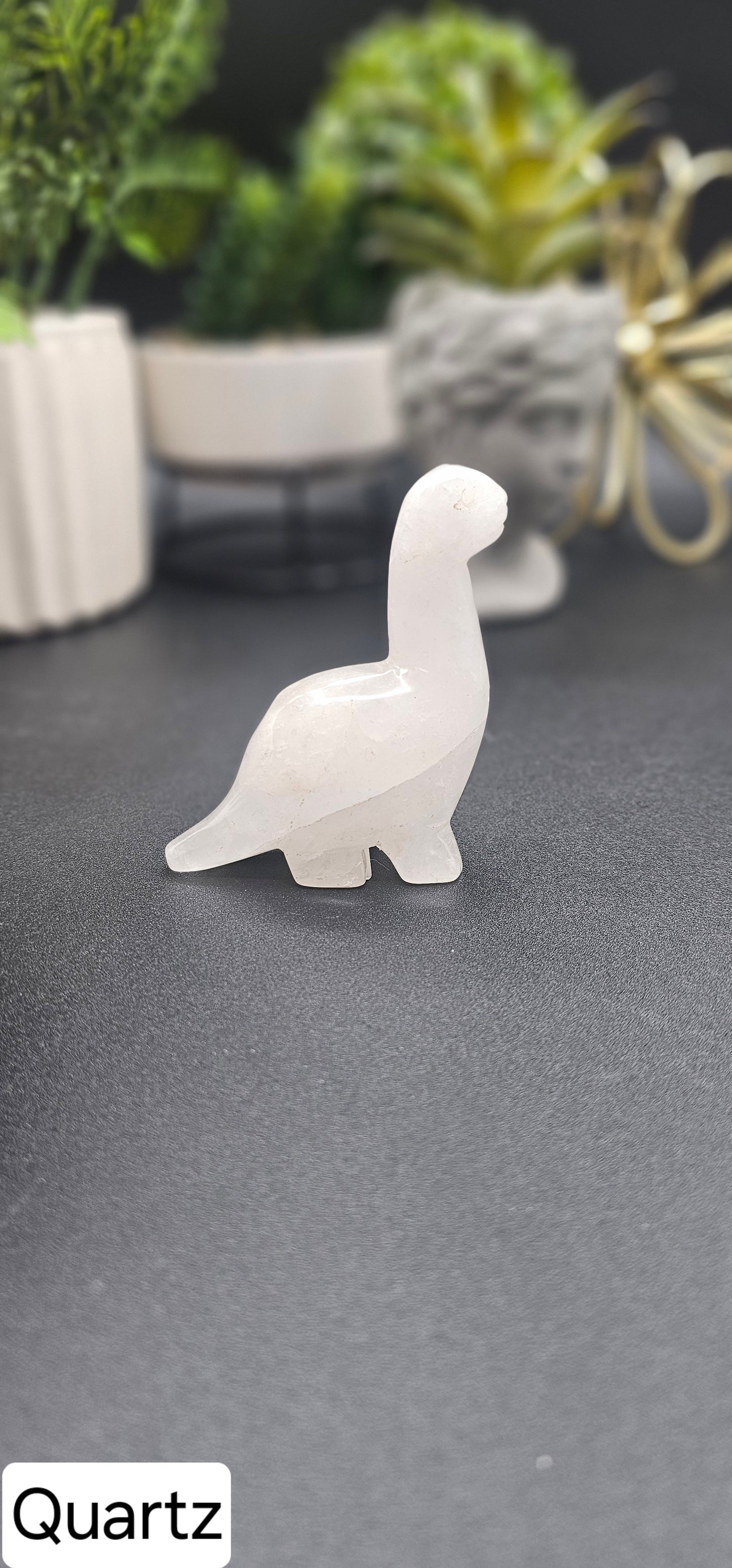 Long Neck Dinos