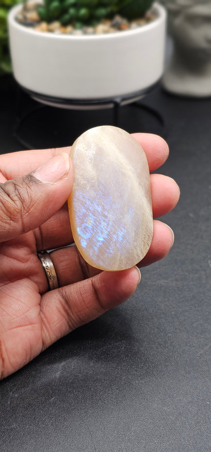 Moonstone Palm
