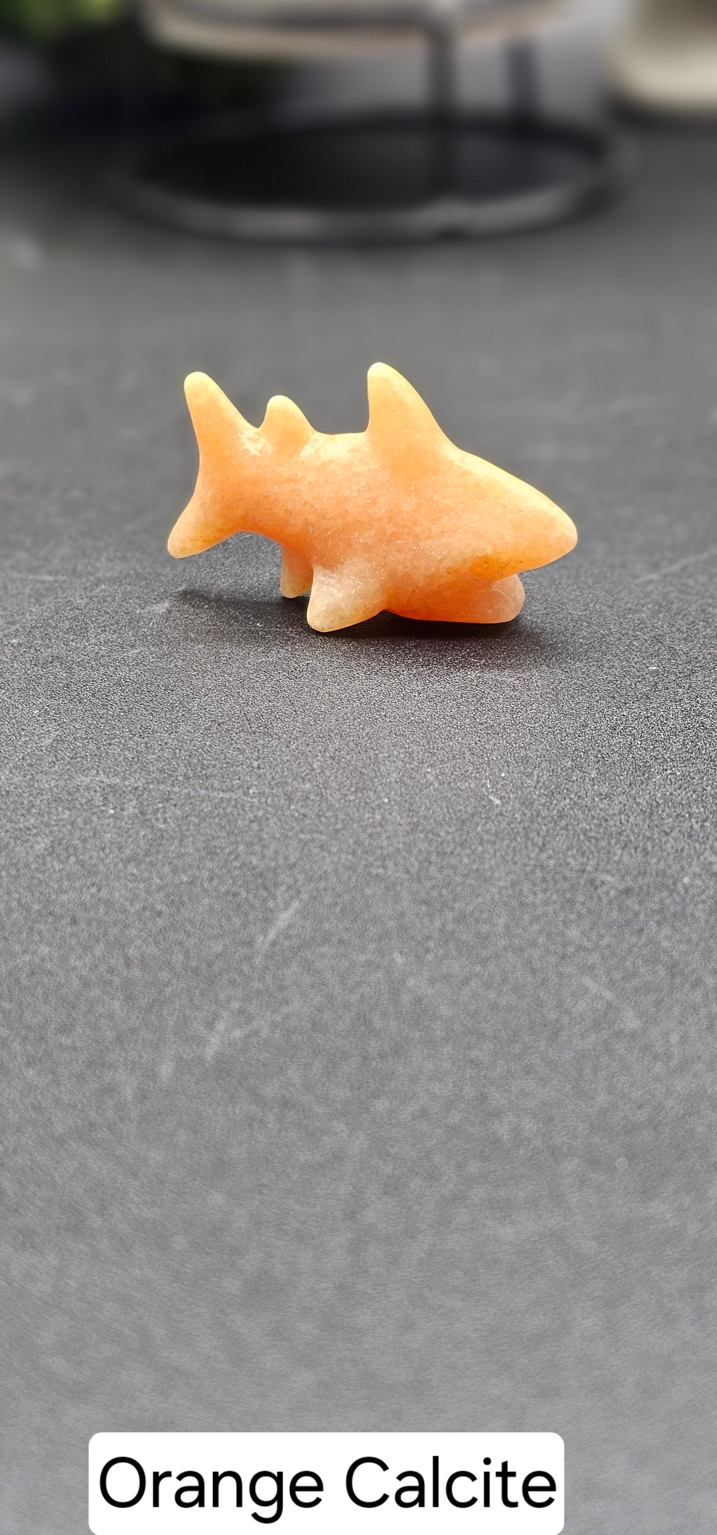 Small Shark