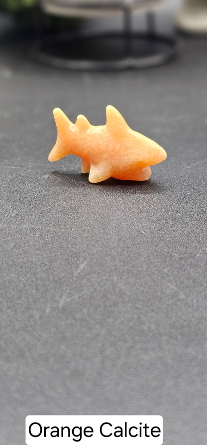 Small Shark